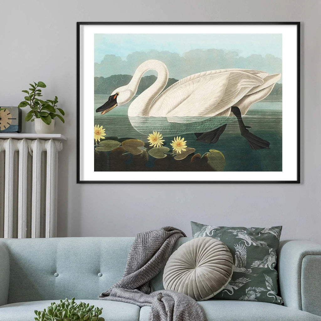 Swan Print - Limited Abode