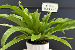 Limited Abode Christmas Best Sellers: October Edit