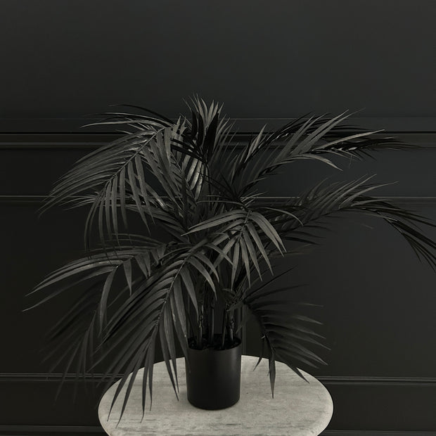 Black Palm Plant