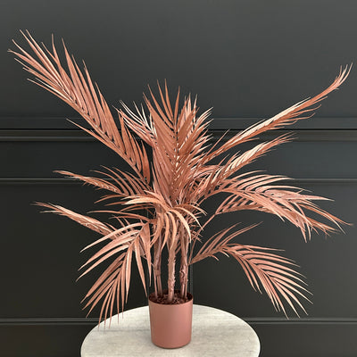 Copper Palm Plant