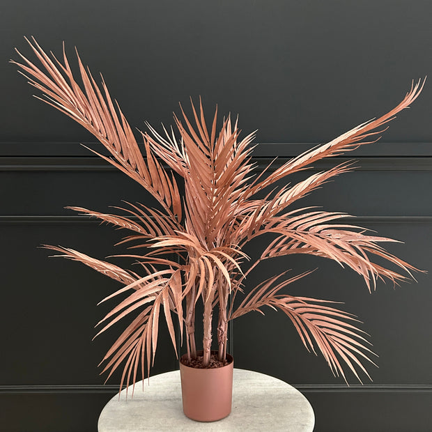 Copper Palm Plant