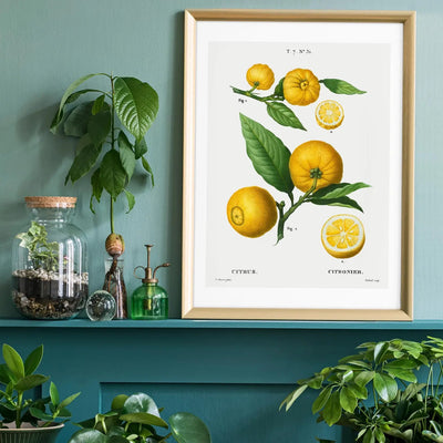Citrus Print
