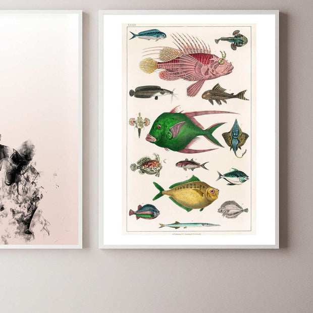 Colourful fish art print