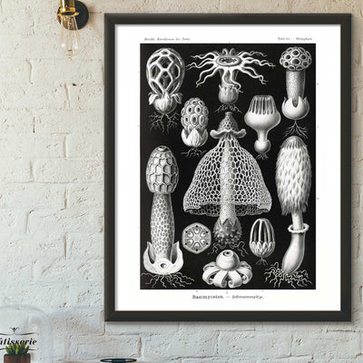 Black & white mushrooms art print